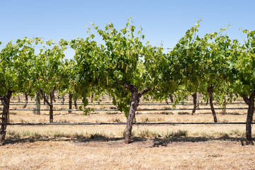 Fototapeta na wymiar Barossa Vineyard, vine detail in a hot dry climate under a blue sky.
