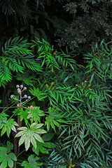 Naklejka na ściany i meble Closeup background material photo of green vegetation planted in a dark garden