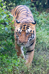 Wildlife of Kanha and Bhandhavgarh National Parks