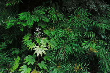 Closeup background material photo of green vegetation planted in a dark garden