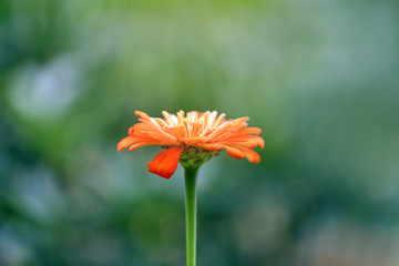 One bright orange zinnia in the garden on a green background. Horizontal photography