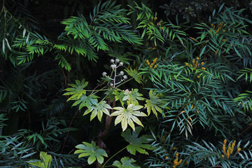 Closeup background material photo of green vegetation planted in a dark garden