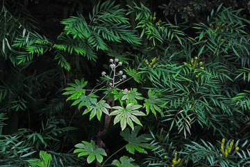 Closeup background material photo of green vegetation planted in a dark garden