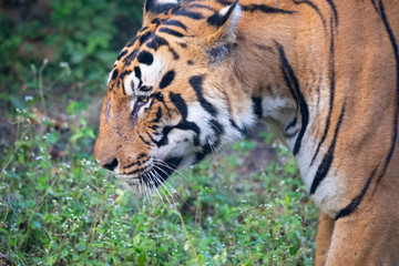 Fototapeta na wymiar Wildlife of Kanha and Bhandhavgarh National Parks