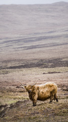 highlands cattle animal scotland uk