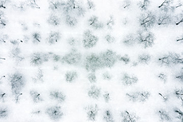 aerial top down view on winter park. orchard trees under white snow in winter
