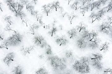 top down image of winter trees. orchard under white snow. natural background