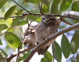 Wildlife of Kanha and Bhandhavgarh National Parks