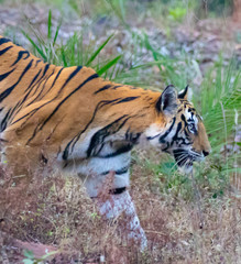 Wildlife of Kanha and Bhandhavgarh National Parks