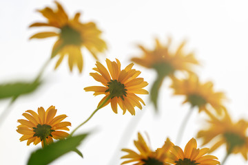Many yellow flowers-daisies, view from below, on a Sunny summer day. Horizontal photography