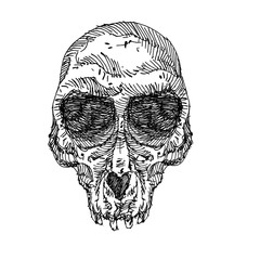 Sketch monkey head skull artwork