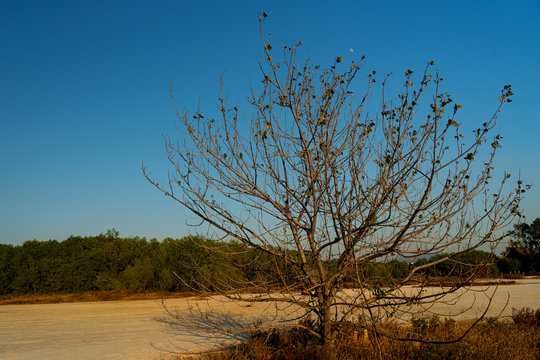 Beautiful spring trees and grasslands
