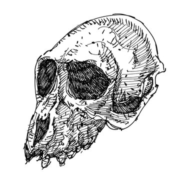 Sketch monkey head skull ink