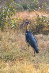 Wildlife of Kanha and Bhandhavgarh National Parks