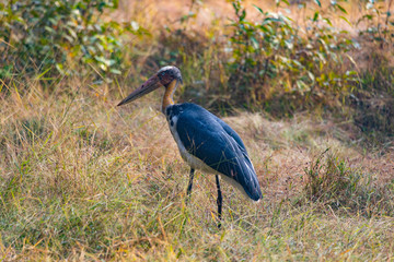 Wildlife of Kanha and Bhandhavgarh National Parks