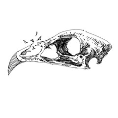 Sketch Chicken Skull illustration art