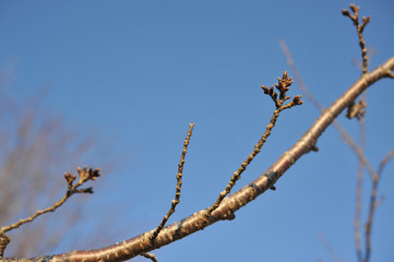 春を待つ桜のつぼみ