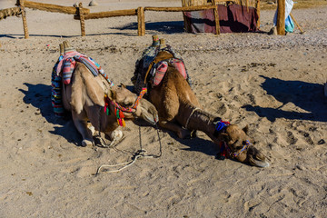 Camels in arabian desert not far from the Hurghada city, Egypt