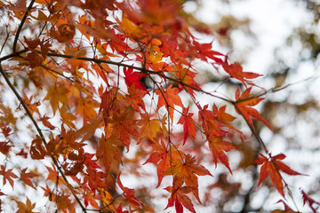 Red and Orange leaves, autumn season with bokeh blur background