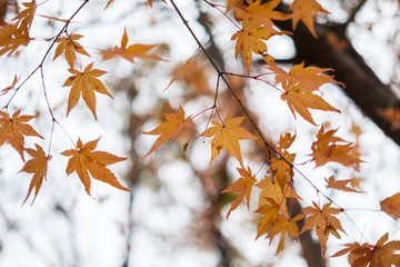 Red and Orange leaves, autumn season with bokeh blur background