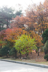 Colorful Red and Orange leaves, autumn season with road and path in Korea University, Seoul, South Korea