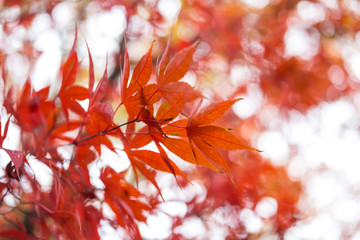 Red and Orange leaves, autumn season with bokeh blur background
