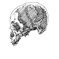 Sketch Human skull illustration