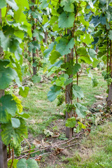 Fototapeta na wymiar Vines in the vineyard, background.