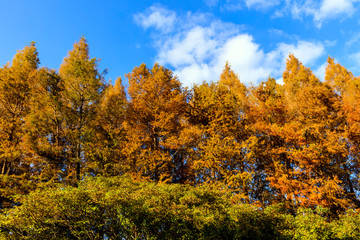 Fototapeta premium メタセの杜