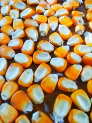 corn on white background