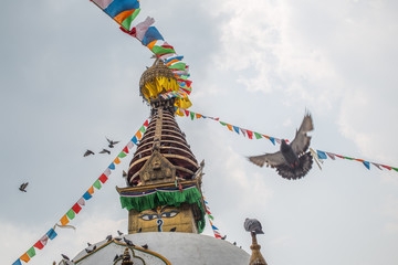 A view of a stupa in Nepal with a pigeon flying past
