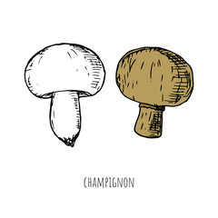 Hand-drawn isolated champignon. Vector cartoon illustration. 