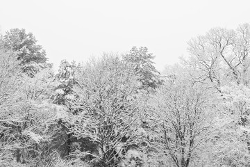 Snowstorm in the forest. Black and white photo.