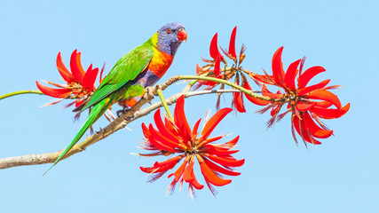 Rainbow Lorikeet on Coral Tree