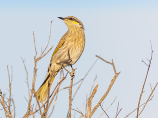 Singing Honeyeater  on a Branch