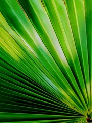 Saw Palmetto (Serenoa repens) abstract pattern leaf detail. 
