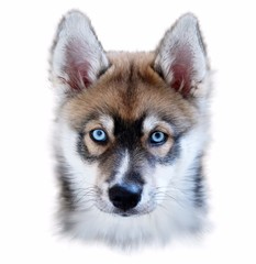 Fototapeta premium Portrait of siberian husky young dog blue eyes. Black mask 