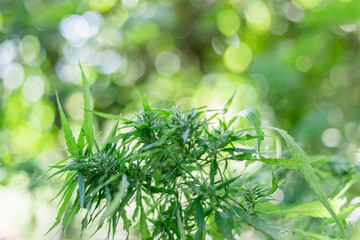 A large green blooming marijuana plant. cannabis sativa leaves,