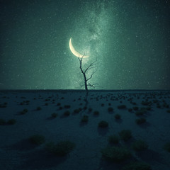 Dry tree in desert on night landscape