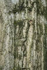 texture surface for the tree trunk with unique shaped marks covered with green mosses