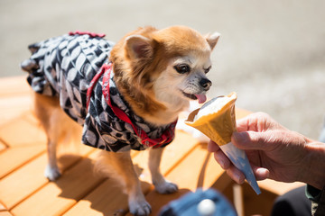 Pomeranian in yukata dress eat ice cream