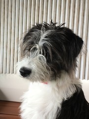 Chien Griffon