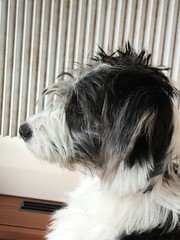 Chien Griffon