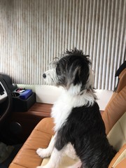 Chien Griffon