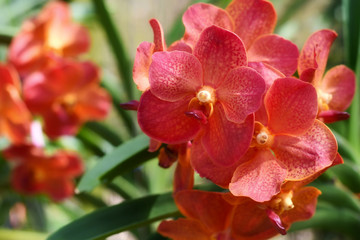 Fototapeta na wymiar Close-up view, Bright colorful of tropical orchids in Thailand.