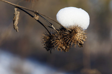 Dry burdock with snow