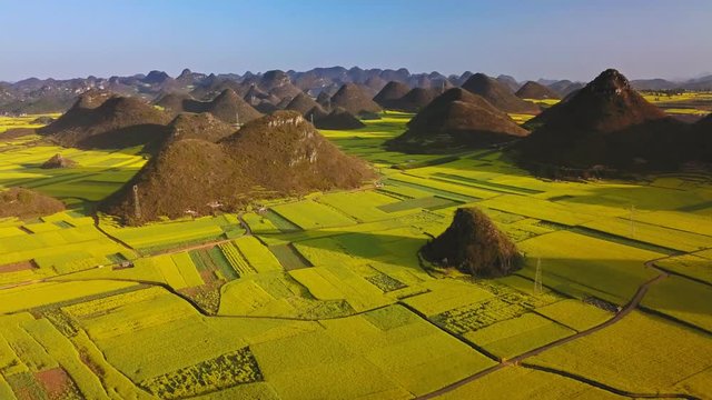 Aerial view drone flight above yellow rapeseed (canola) flower field in spring, Luoping, China