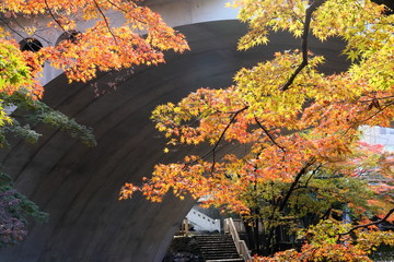 日本　東京の紅葉