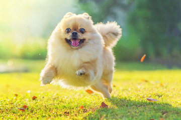 Cute puppies Pomeranian Mixed breed Pekingese dog run on the grass with happiness