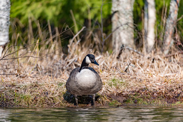 big canada goose standing in dry grass